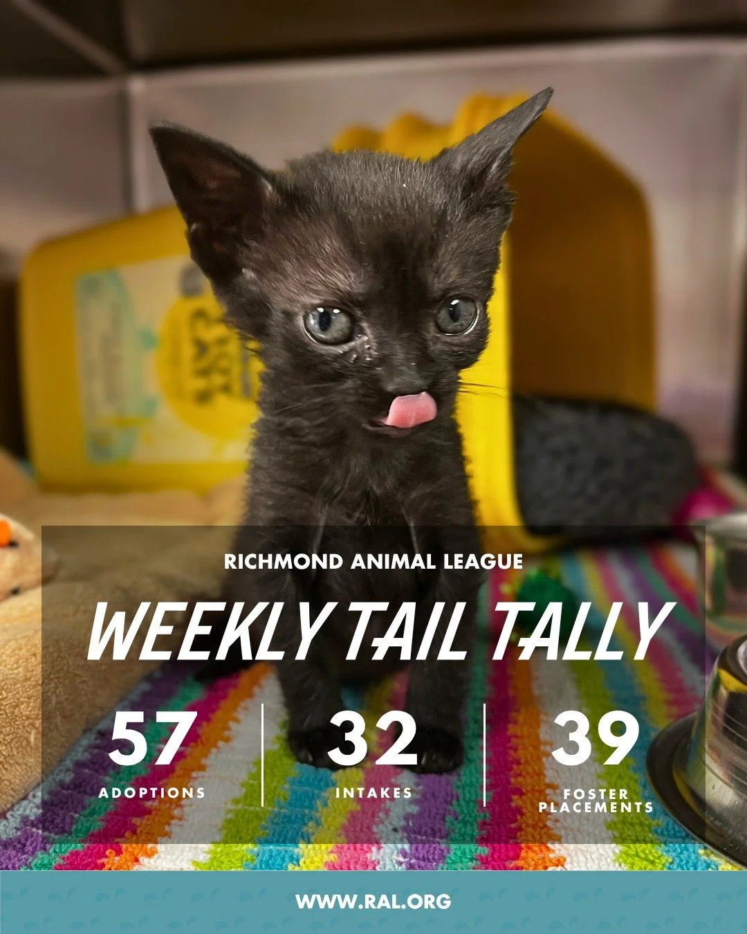 It&rsquo;s Weekly Tail Tally Time!
Here&rsquo;s a peek at last week at RAL:

🏠 57 pets found loving homes
&bull; 35 cats
&bull; 22 dogs

🐾 32 new pets welcomed at RAL
&bull; 9 cats
&bull; 23 dogs

🏘️ 39 foster placements
&bull; 29 cat
&bull; 10 do