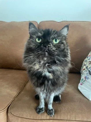 Meet Sasha. She's an 11-year-old tortoiseshell with a heart full of love, a little classic tortie-tude, and the kind of effortless beauty that makes you think she knows exactly how pretty she is. Dungeon Crawler Carl fans, if you're looking for your 