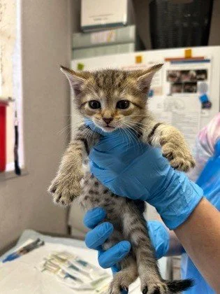Intake photos only come in a few variations, and when Cinnabon arrived she decided to model 2 of those looks for us: 

😇 Sweet baby angel
😈 Scream demon

She has range. She has been practicing her looks in foster care and is now ready to bring her 