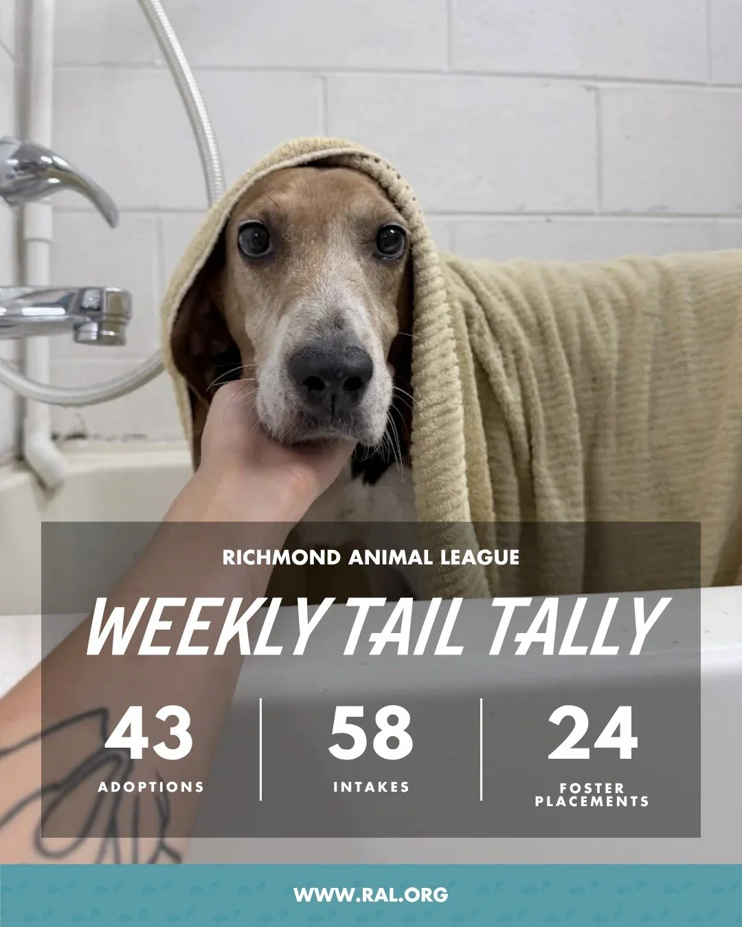 It&rsquo;s Weekly Tail Tally Time!
Here&rsquo;s a look at the last week at RAL:

🏠 43 adoptions to loving homes
&bull; 26 cats
&bull; 17 dogs

🐾 58 new pets welcomed at RAL
&bull; 44 cats
&bull; 14 dogs

🏘️ 24 foster placements
&bull; 14 cat
&bull