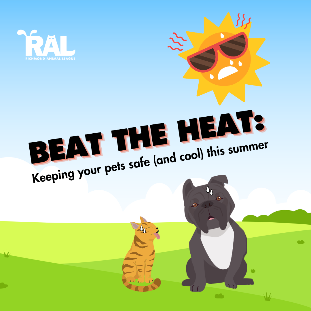 Beat the Heat: Keep Your Pets Safe (and Cool) This Summer