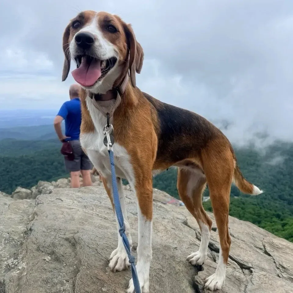 Paige's bio says she's a laid back cuddle buddy who just wants quiet couch time. Paige's photos say otherwise.

Exhibit A: summit views, tongue out, living her best hiker life.
Exhibit B: a full Sears Portrait Studio glamour shot.
Exhibit C: out on t