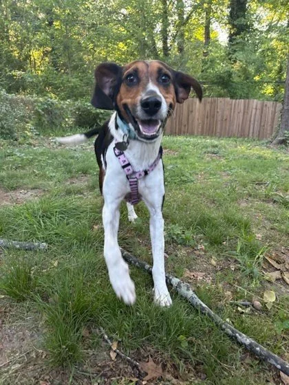 It's Foster Friday and Dahlia is blooming. 🪻

This sunshine-loving girl is thriving in her foster home and ready for her forever family. She loves outdoor adventures, doggie friends, and giving the best hugs. Great with kids, dogs, and cats. Apply f