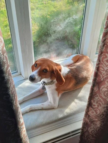 Meet Ellie, the girl who came out of her shell and never looked back. She's playful, goofy, and absolutely thrives with a dog buddy by her side. Looking for a pack dog who'll romp with you by day and snuggle by night? Ellie's your girl.

Interested i