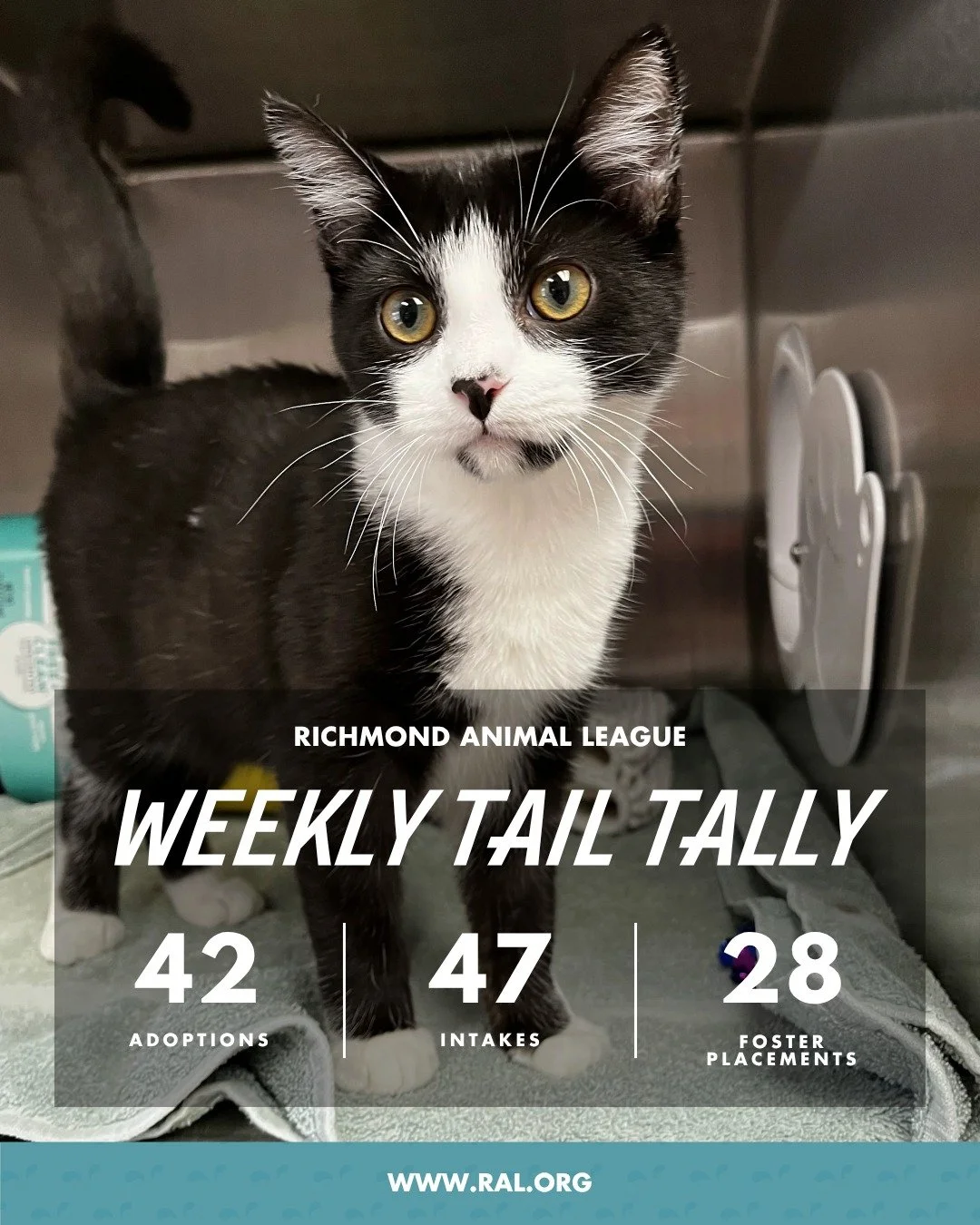 It&rsquo;s Weekly Tail Tally Time!
Here&rsquo;s what last week looked like at RAL:

🏠 42 adoptions to loving homes
&bull; 28 cats
&bull; 14 dogs

🐾 47 new pets welcomed at RAL
&bull; 22 cats
&bull; 25 dogs

🏘️ 28 foster placements
&bull; 16 cat
&b