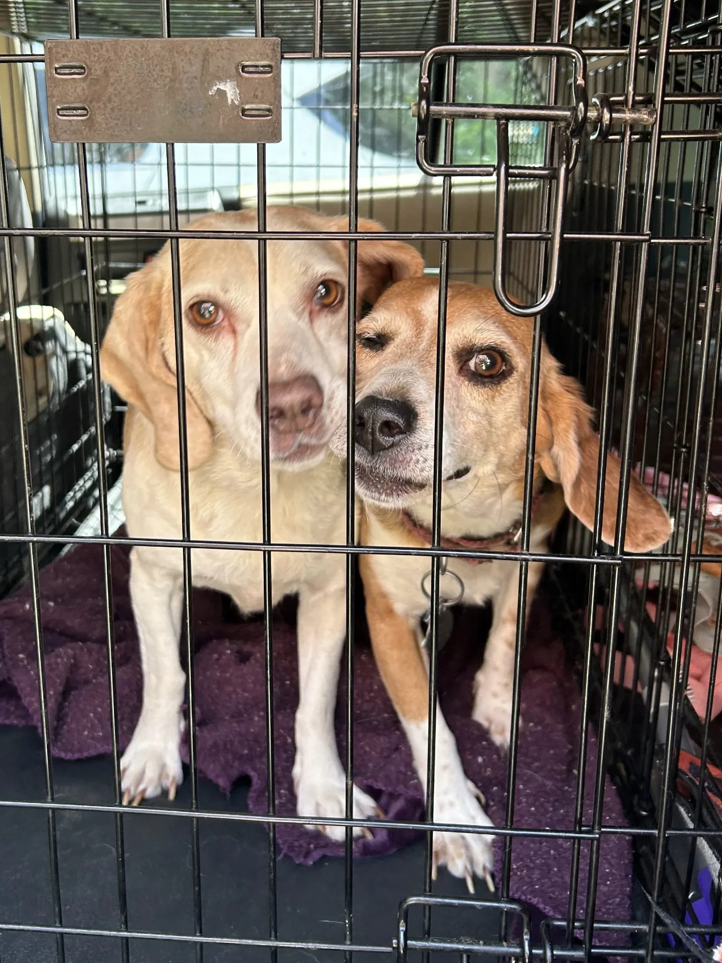 Two best friends. One home. That's the deal with Charlie and Winnie.

Charlie's the bold one, Winnie's the thoughtful one. Together, they're unstoppable. And they're not splitting up to find their new home.

Ready to meet them? Stop by RAL today betw