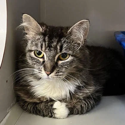 Charm wants to know why you haven't visited her at RAL yet.

She's not mad, she's just disappointed.

Stop by RAL today to meet her and our other furry friends. It will go a long way toward getting back in her good graces.

We're open 3 - 6pm today!
