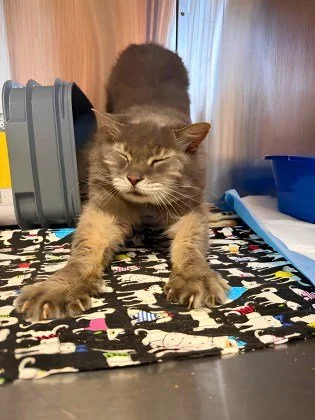 BBBBIIIIGGGG  SSSSTTTTRRRREEEETTTTCCCCHHHH!

It's Wednesday, we're halfway through the week. 

Alice is here to help you with some stress relief.  Stop by to visit her and give her some pets, we promise your stress will instantly fade away.

We're op