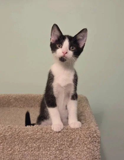 Understanding Feline Leukemia