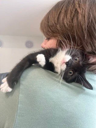 We've got a handful of kittens right now who tested positive for FeLV, and they're ready to be adopted.

A positive test doesn't mean a short or sad life. These kittens are playful and sweet, and all they want is a home to call their own. With some e