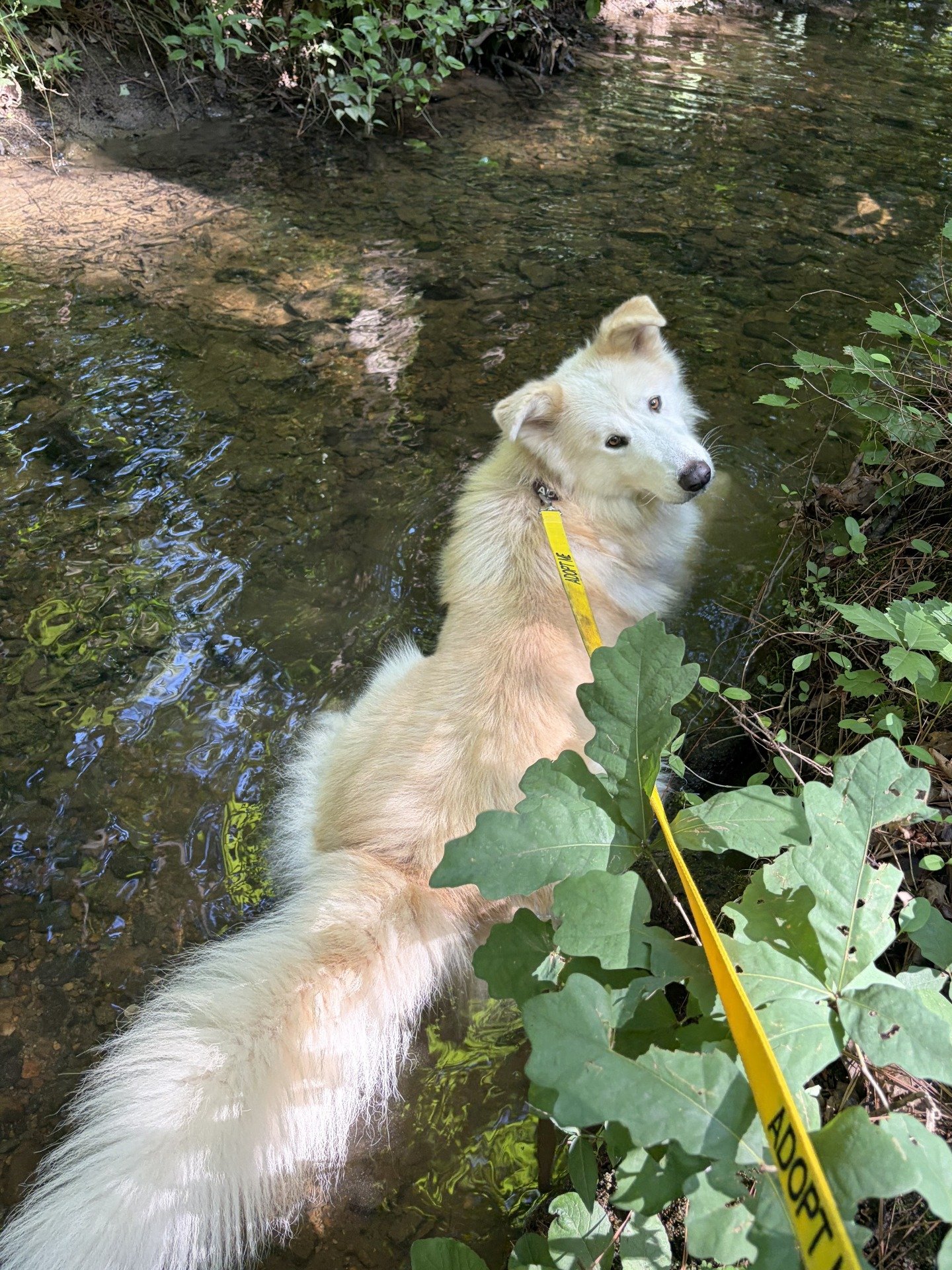Meet Cloudy: 80 pounds of fluff, zero percent chill needed.

This gentle giant thinks every stranger is his new best friend. He'll lean his whole cream colored self into your legs, flash that big goofy smile, and call it love at first sniff. He alrea