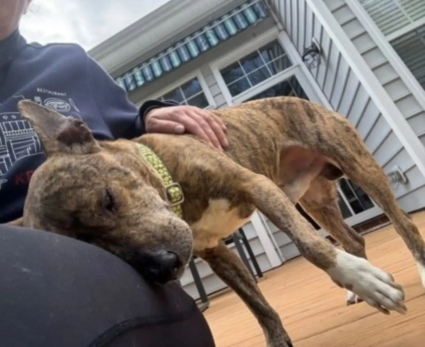 This sweet boy is Coco. 

Coco used to live a quiet life with an older gentleman who was his very best friend, until he was no longer able to care for Coco.

Coco landed at an animal control shelter, and then he came to RAL. 

Understandably he did n