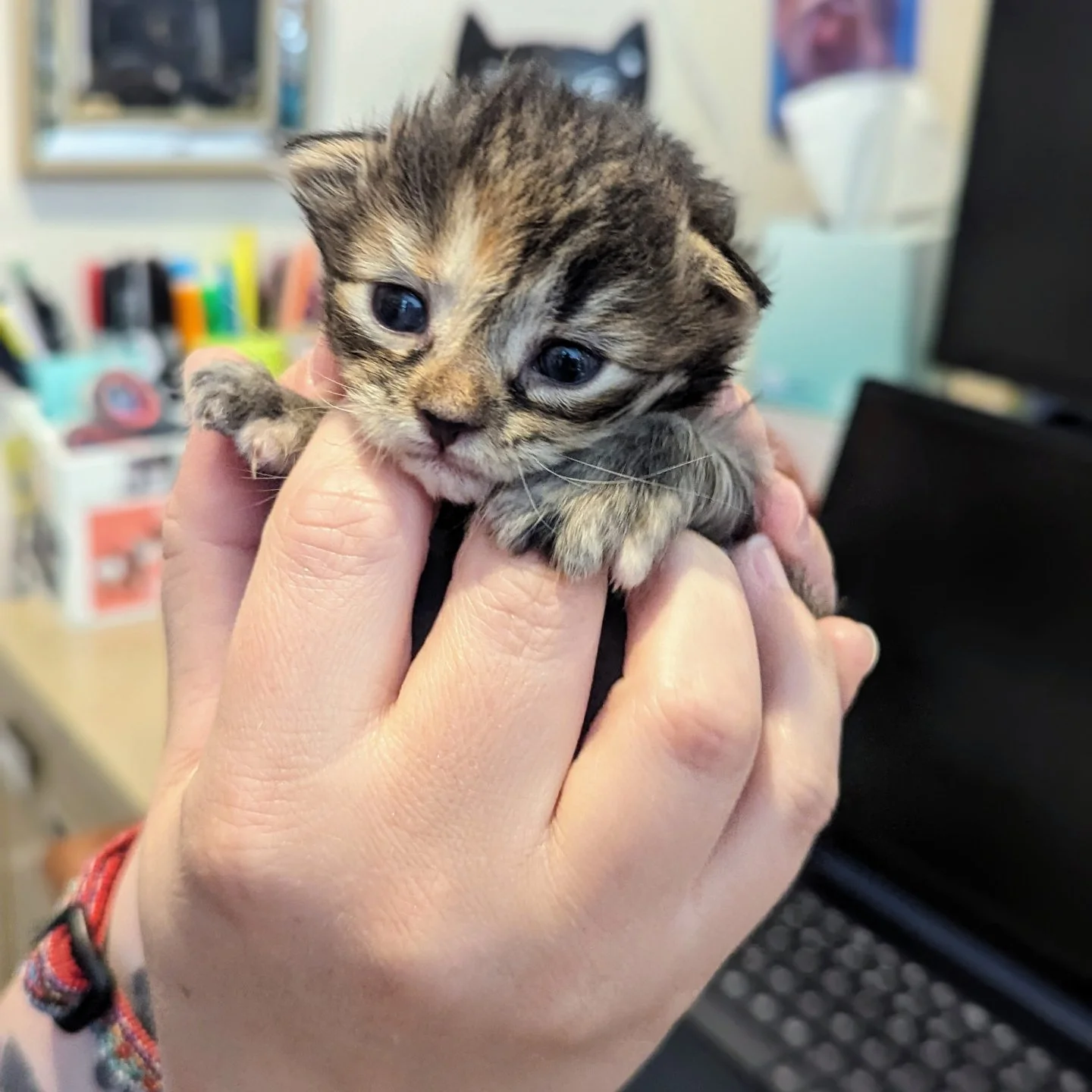 Every day has been "kitten day" at RAL since the first orphaned kittens of Kitten Season '26 arrived in March, but we've been told those outside the rescue community are celebrating National Kitten Day today. 

We want to take this moment t