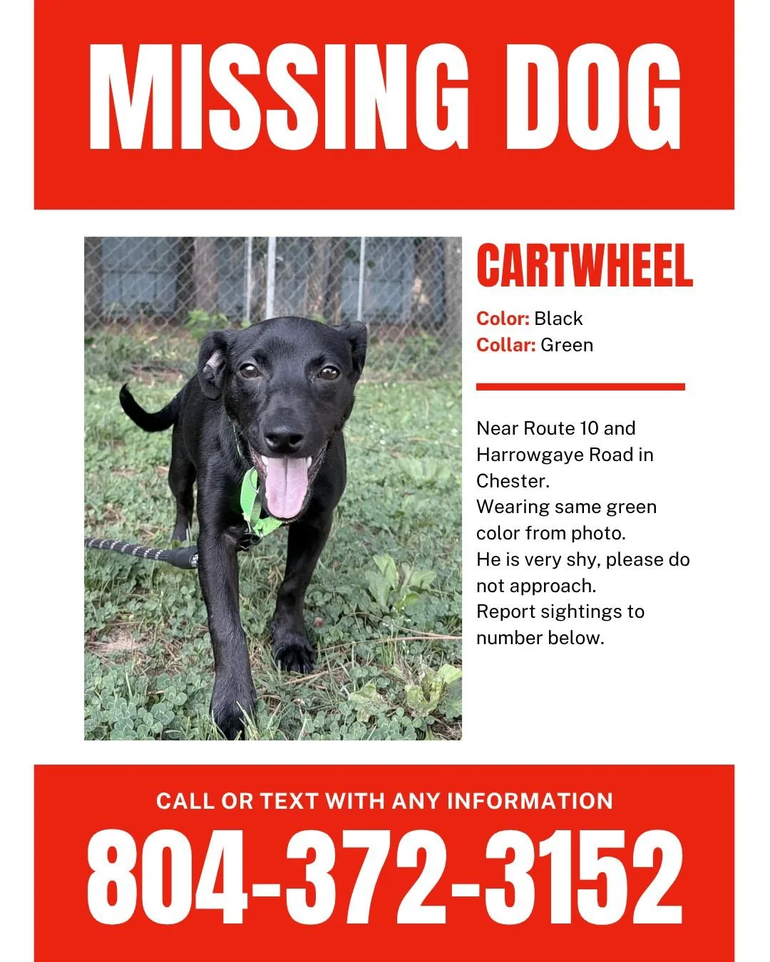 MISSING: Cartwheel

Cartwheel was adopted from RAL on July 11 and got loose on July 12 near Route 10 and Harrowgaye Road in Chester.

He is black, small (under 20 pounds), 10 months old, and wearing the same green collar shown in the photo. He is ver
