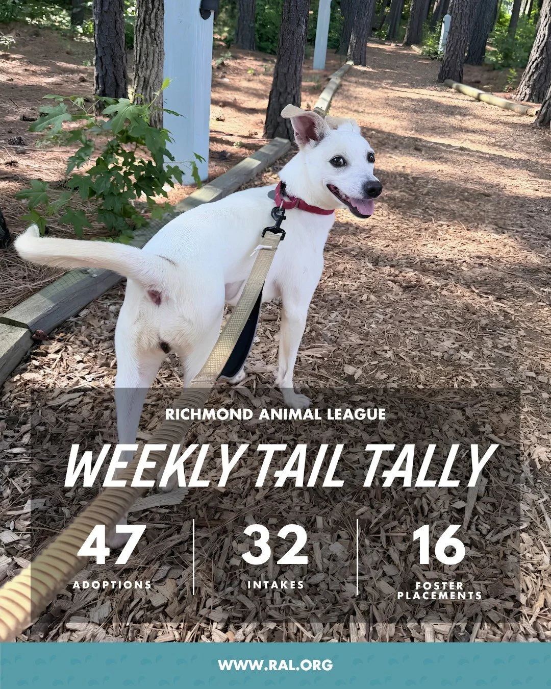It&rsquo;s Weekly Tail Tally Time!
Here&rsquo;s what last week looked like at RAL:

🏠 47 adoptions to loving homes
&bull; 30 cats
&bull; 17 dogs

🐾 32 new pets welcomed at RAL
&bull; 12 cats
&bull; 20 dogs

🏘️ 16 foster placements
&bull; 6 cat
&bu