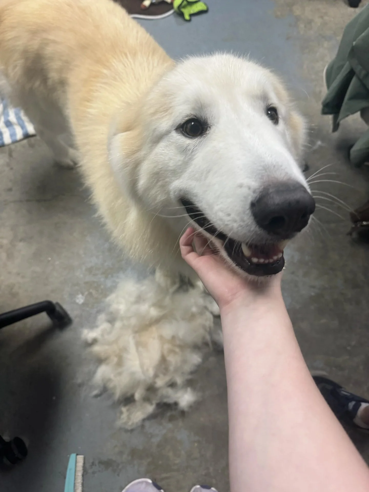 When we say that regular brushing will help dogs with the summer heat, this is why.

Look at all that fur that just came off of Cloudy. To him, that probably felt like taking off a hoodie.

For dogs like Cloudy who have big, fluffy coats, brushing ca
