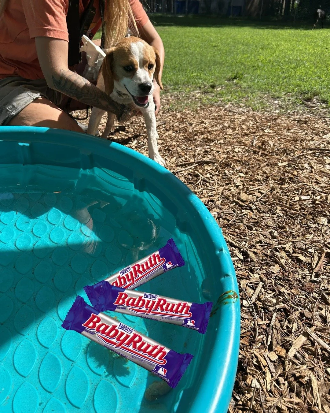 💩 "DOODY!!! DOODY!!!" 💩

Life at an animal shelter is never boring, but today Kemper took things to a whole new cinematic level.

Our boy decided the play yard pool was the perfect place to... deposit a little "treat." He was in