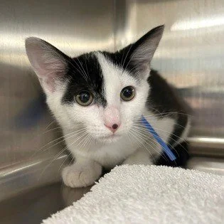 Bleu Cheese's little dot on her nose looks like someone took a Sharpie and just did a little boop right on her nose with it.

It's a very distinct beauty mark that puts her in an elite class with the likes of Marilyn Monroe, Cindy Crawford, and Timot