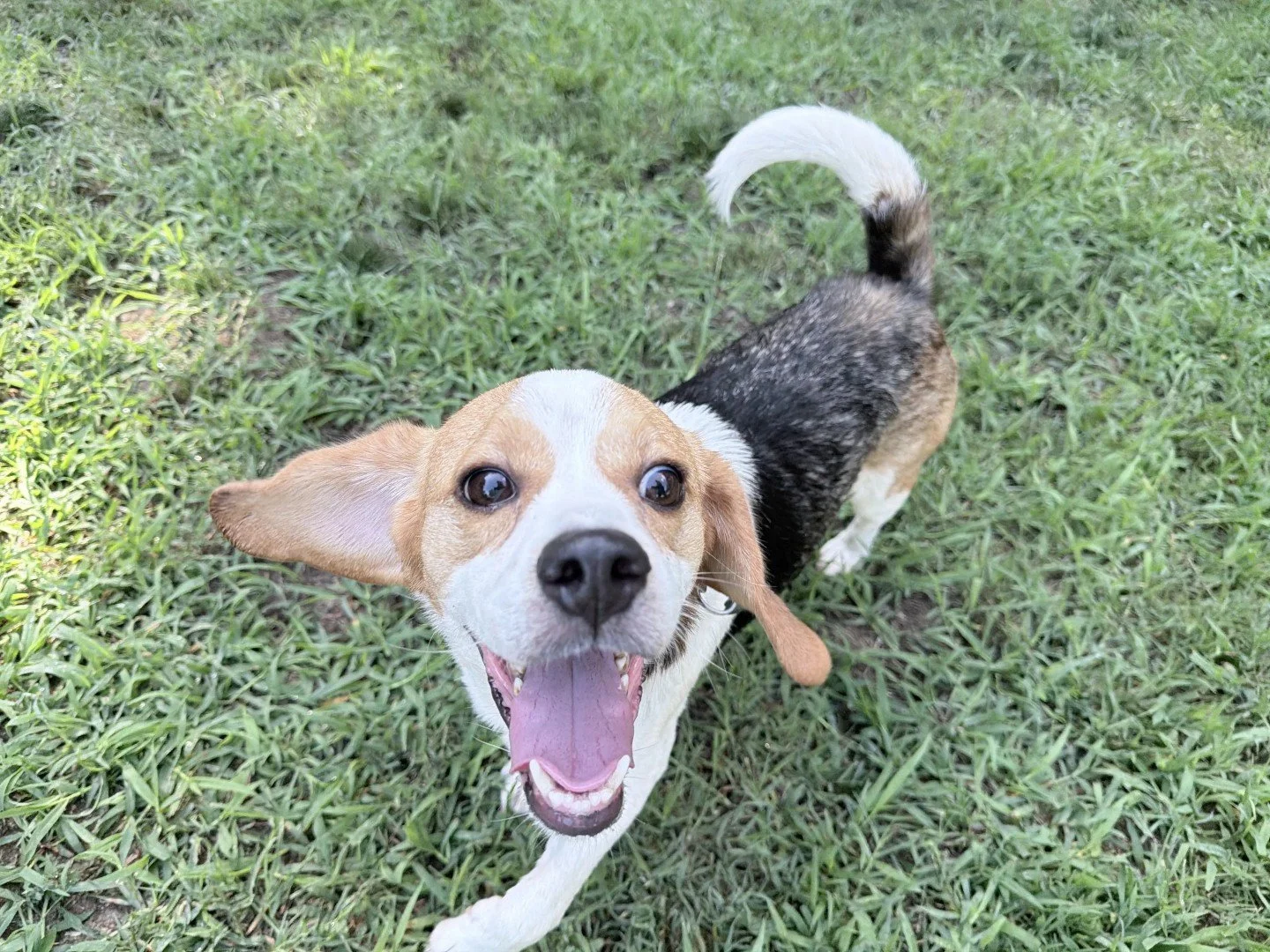 People are always calling Disney the "happiest place on Earth" but we respectfully disagree. 

Clearly our dog play yards are the happiest place on Earth. Look at these happy doggy faces and try not to smile. 

Playgroups aren't just to mak