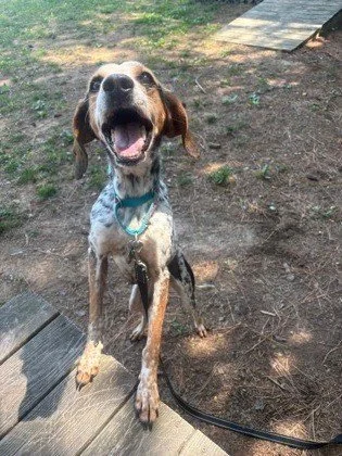 Three weeks ago, Belle's tail didn't move. Not one wag.

Recently, that same tail turned into a full-on helicopter wag.

Belle is a small, sweet girl (under 30 lbs) who just needed time to learn that people aren't so scary after all. And she's doing 