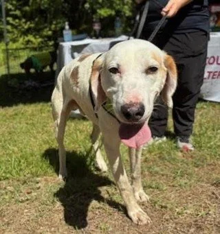 Meet Jack.

Jack is an easy going guy with simple tastes. He likes people and other dogs, warming up right away to both. He's goofy and playful but ready to relax when you want to sit on the couch and watch a movie. His foster family says he's a free