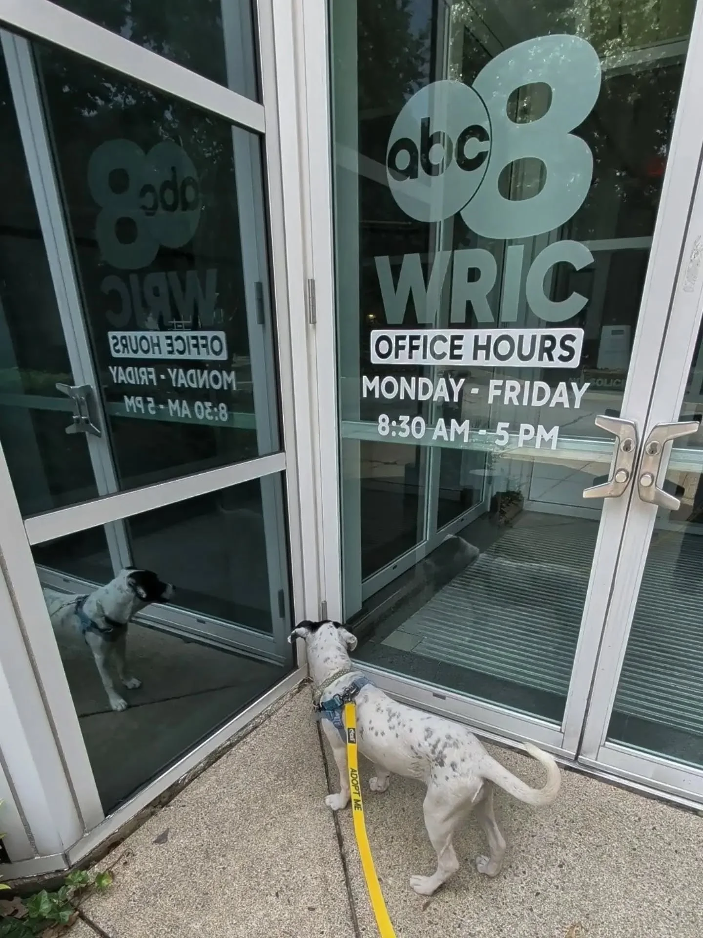 Montana decided to recreate that Spiderman meme with her reflection when we visited @8news this morning. Tune in to @showcaserichmond this Friday to see her TV debut!