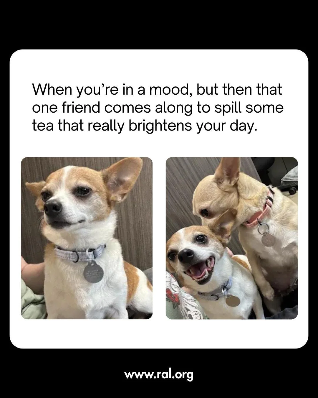 Are you looking for a new gossip buddy? A gal that really gets you and knows how to make you smile after a tough day?

Look no further than Blondie &amp; Saucy. These little ladies have all the good tea and they are ready to spill it just for you 🍵

