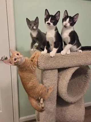 That look on your face when your foster mom tells you that you can't keep leaving the orange kitten out, even though he is such an orange kitten.

These cuties are in the market for a new home to play in. You can find their bios and submit an applica