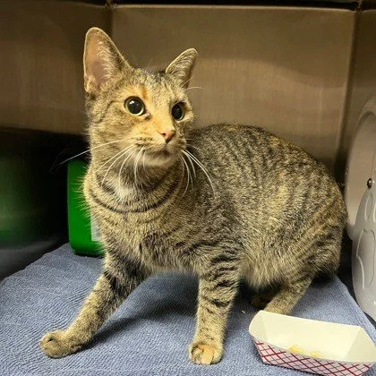 Are you looking for a supervisor for your barn? Aster Lily might be just who you are looking for.

She has a lot to say and she is not afraid to say it, so she'll keep everyone in line and hard at work. 

Aster Lily is chatty, confident, and loves ha