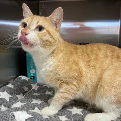 Are you looking for a cat who is "really, really... really ridiculously good looking?"

Come to RAL to see top male model Derek Zoolander. He has perfected Blue Steel and is working on his next signature move Delectable.

This handsome guy 