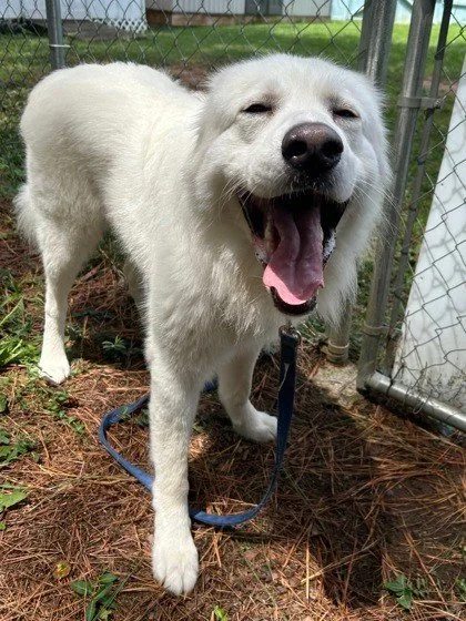 We are looking for a special adopter for our special boy Falkor.

Falkor is a big sweetheart with so much love to give to the right person.

He leans his whole body into you for back scratches.
He will happily fetch a ball for you all afternoon, even