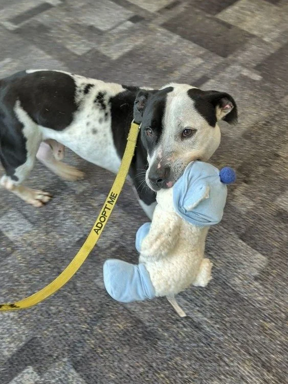 This is Angus. He is a short king. 👑

Talents include: guarding his favorite toy, destroying a good bone, napping (he is a professional napper).

He's silly, he's sweet, and he's convinced he looks like a tiny cow (honestly, we don't disagree).

Ang