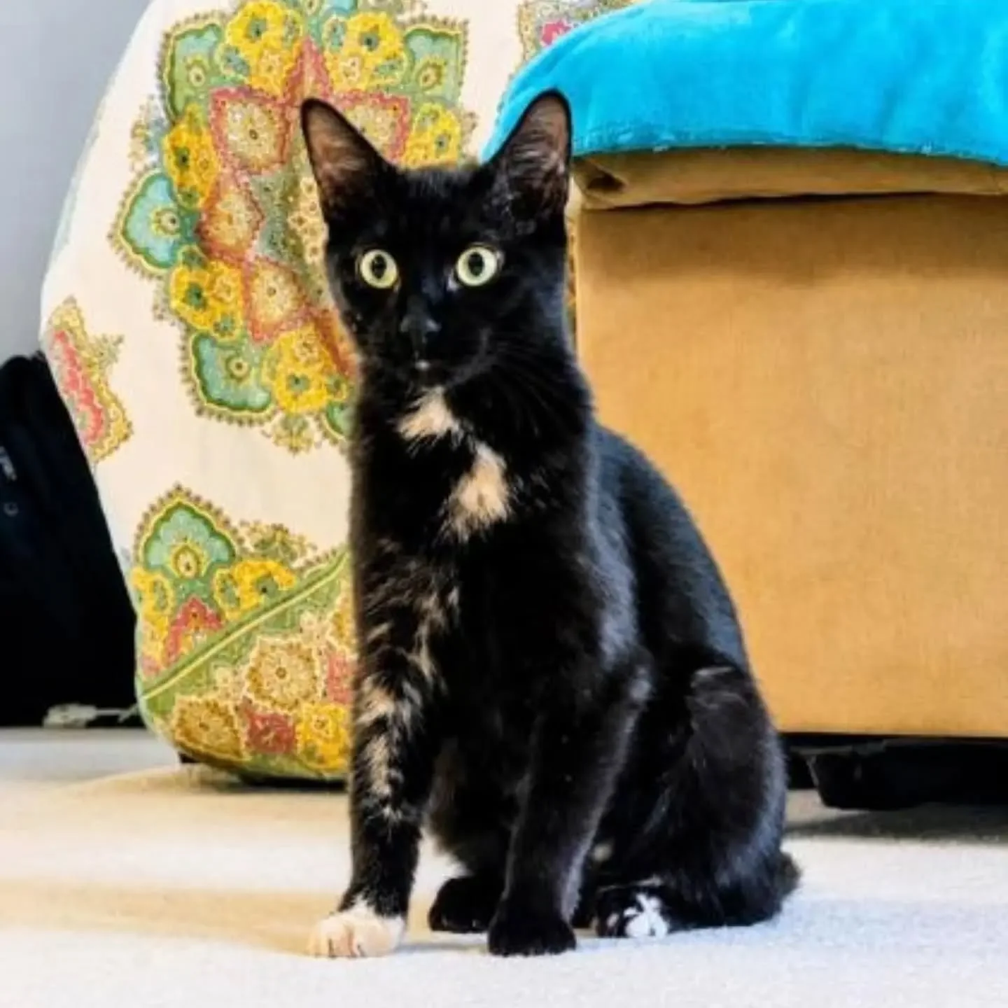 Shelly is a petit torti girl and the ideal roomie. She is neat and tidy and always polite. She has gorgeous coloring and an amazing personality to match. 

If you are looking for a cutie pie like Shelly, fill out an application at ral.org/cats
