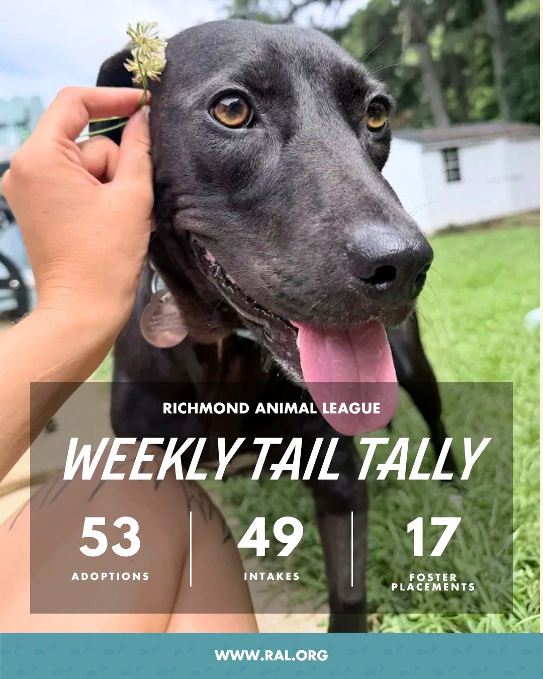 It&rsquo;s Weekly Tail Tally Time!
Here&rsquo;s a peek at last week's numbers:

🏠 53 adoptions to loving homes
&bull; 29 cats
&bull; 24 dogs

🐾 49 new pets welcomed at RAL
&bull; 21 cats
&bull; 28 dogs

🏘️ 17 foster placements
&bull; 8 cat
&bull; 