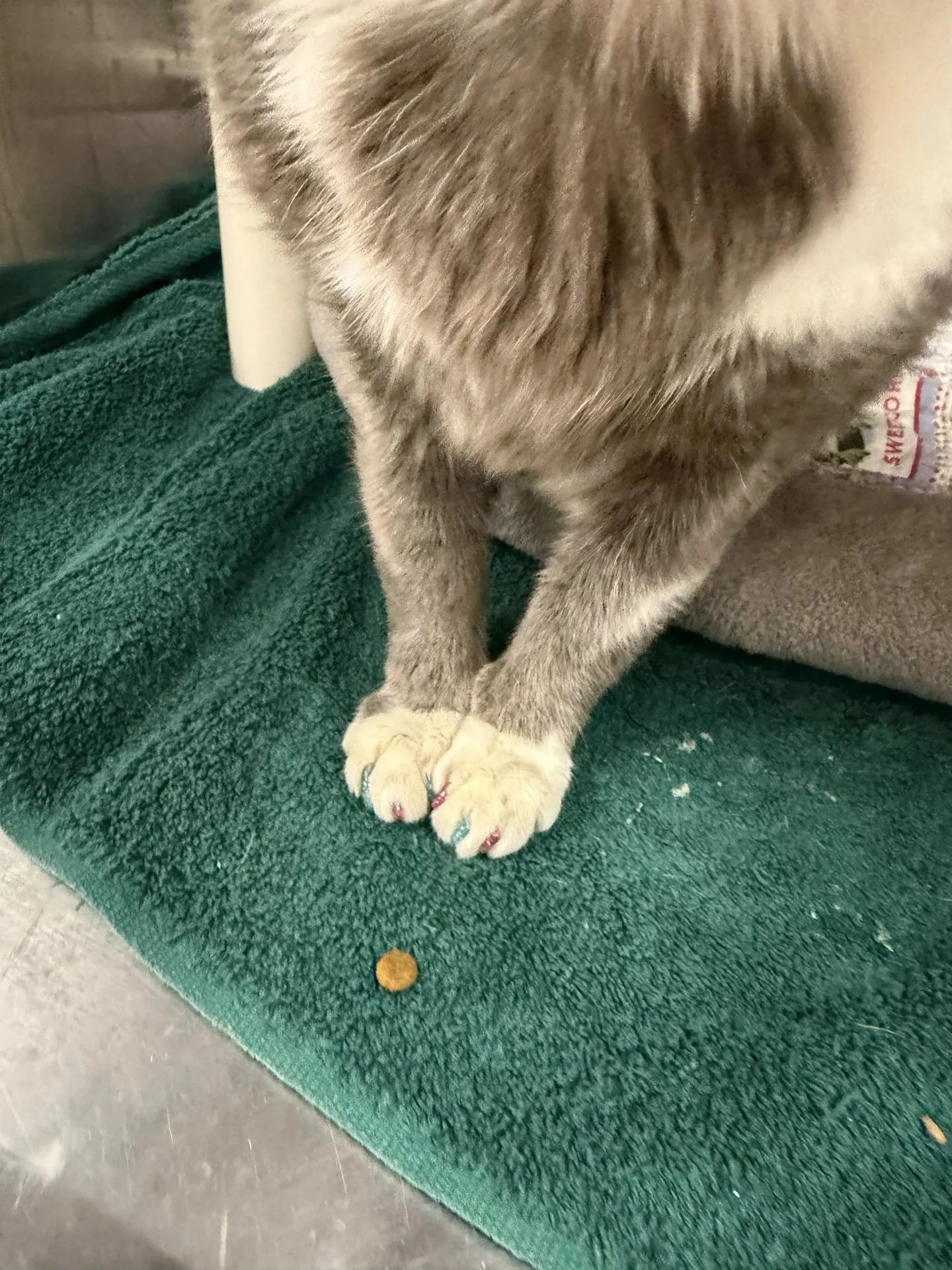 Guppy just got a fresh set, and babes, they are giving.

The caps aren't just for looks. Guppy's got a little healing to do, and this keeps him from scratching anything he shouldn't while he gets better. He was a champ for it too, mostly just wanted 