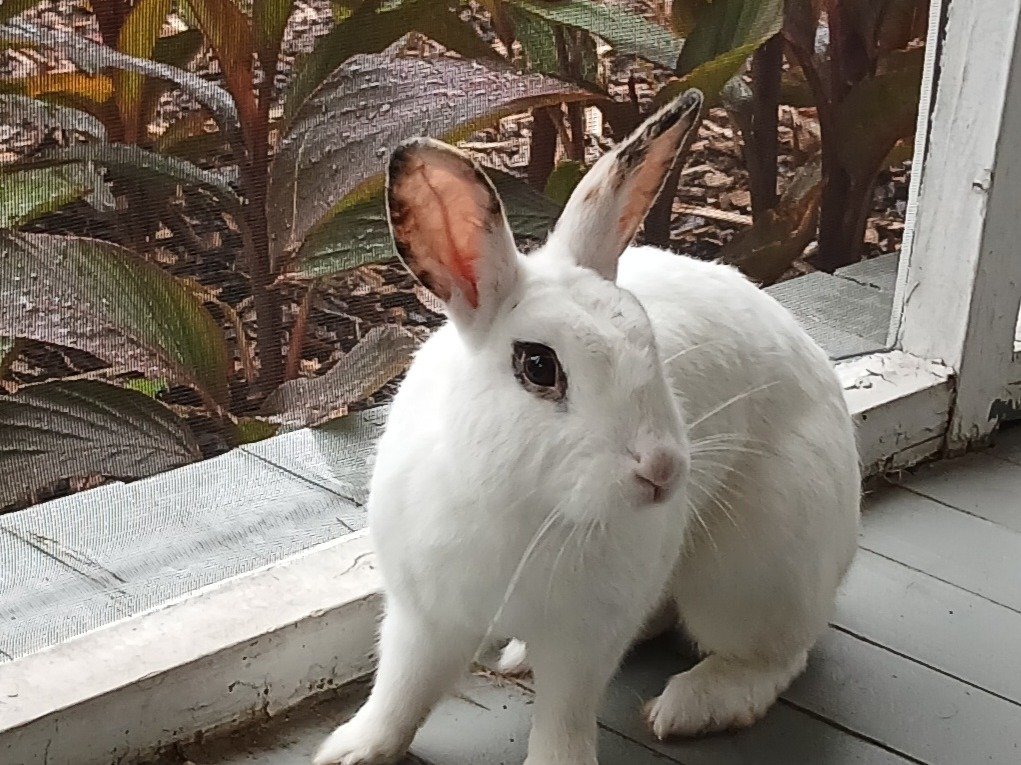 Looking to add a new member to your family? Your perfect match might be waiting on our Courtesy Listings!

Richmond Animal League's Courtesy Listings feature pets who are being rehomed directly by their current families through Home To Home. Because 