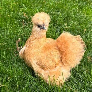 Think the RALendar Contest is just for dogs and cats? Think again. 🐔

This fabulous chicken is proof that any pet can enter the RALendar Contest!

Over the years, we've welcomed horses, birds, lizards, rabbits, chickens, and more. If your pet is par