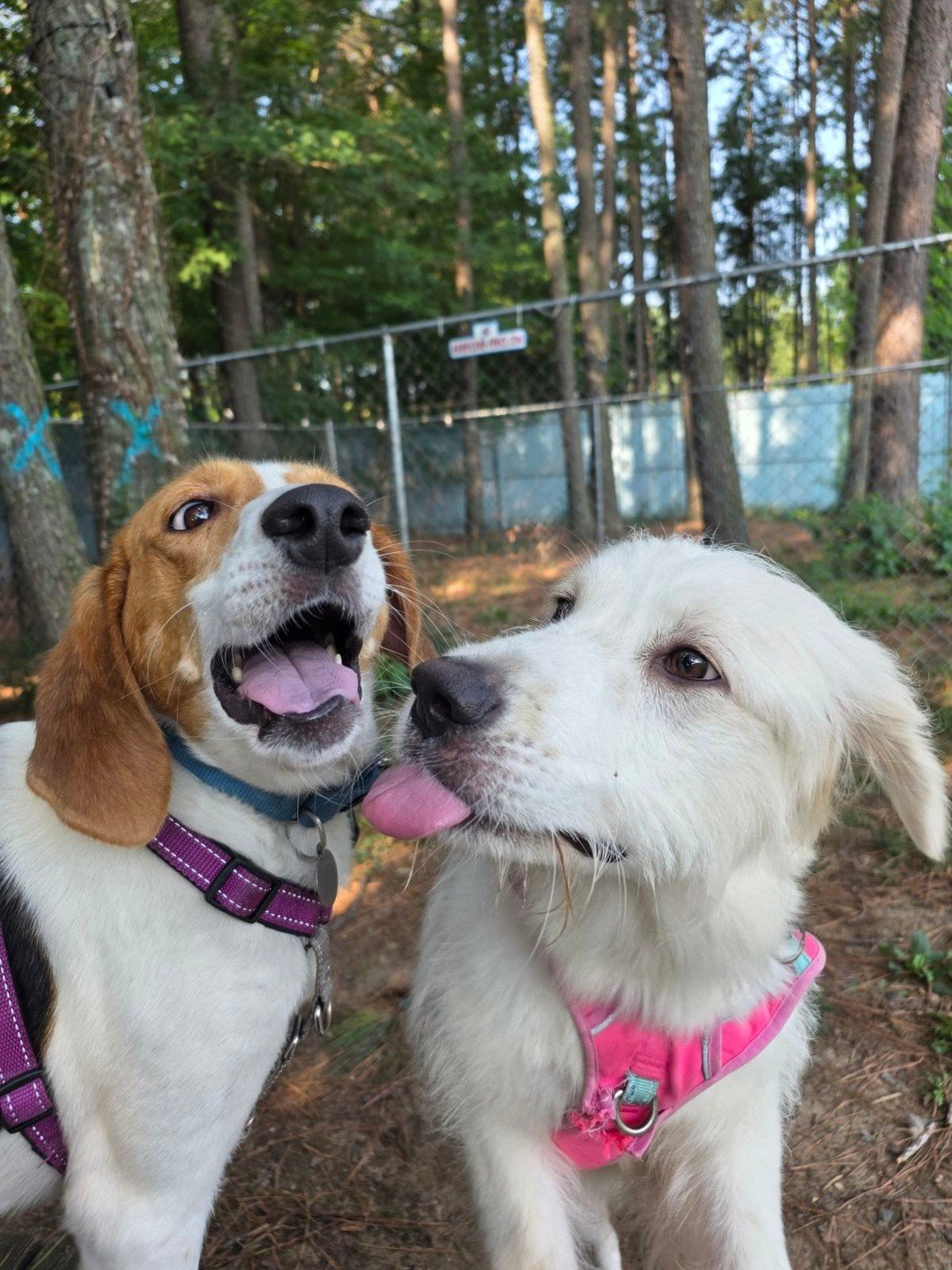 🗨️ Caption this photo of Lexi &amp; Eliza.

#richmondanimalleague #raladoptables #dogfriends #dogplaygroups