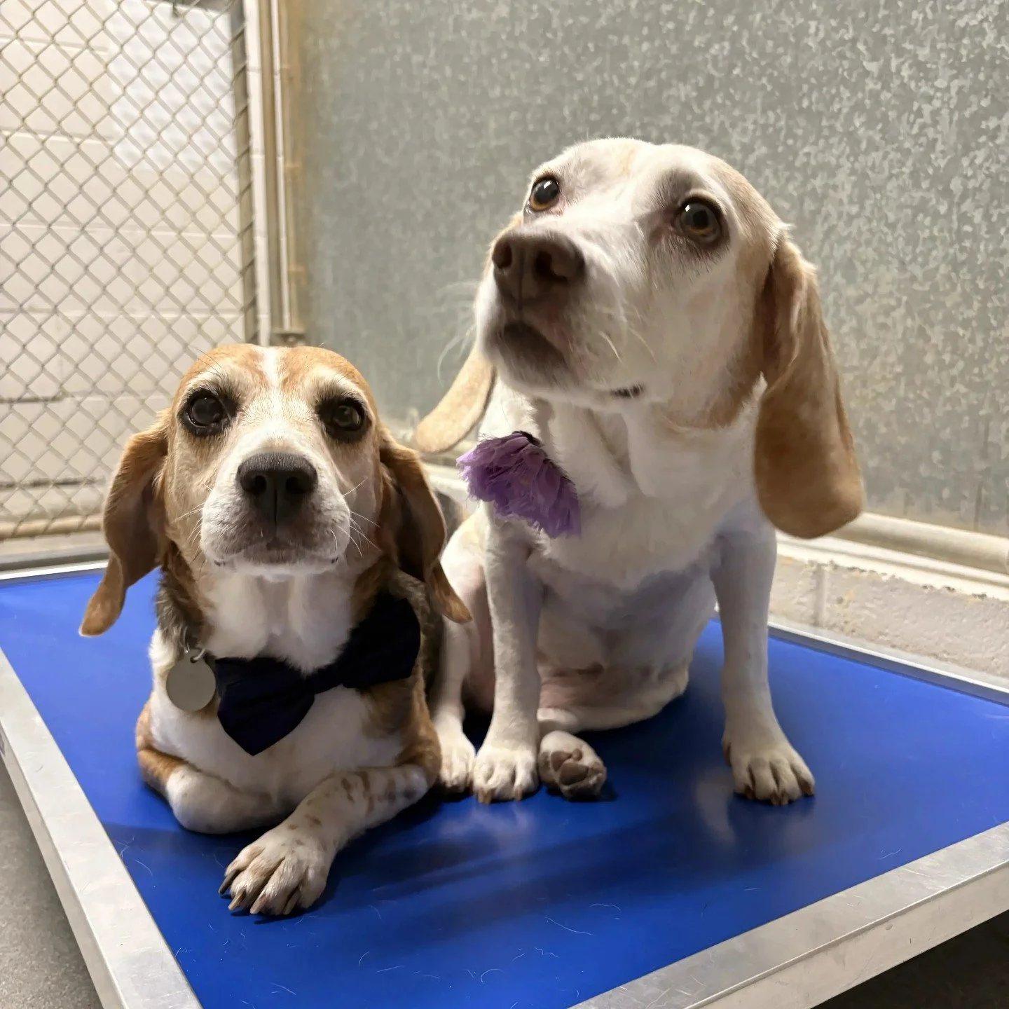 We're making today Friendship Friday and want to highlight some of our bonded pairs who are looking to be adopted together!

These dynamic duos are the bestest of best friends and need to go into a new home with each other. We apparently like to keep