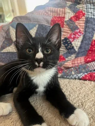 Who else is as obsessed with Carl's nose as we are? How can you not be, look at that cute little smudge. And those perfect little mittens, and the white whiskers and eyelashes. We know it's not all about looks, but come on, this dude is perfect.

If 