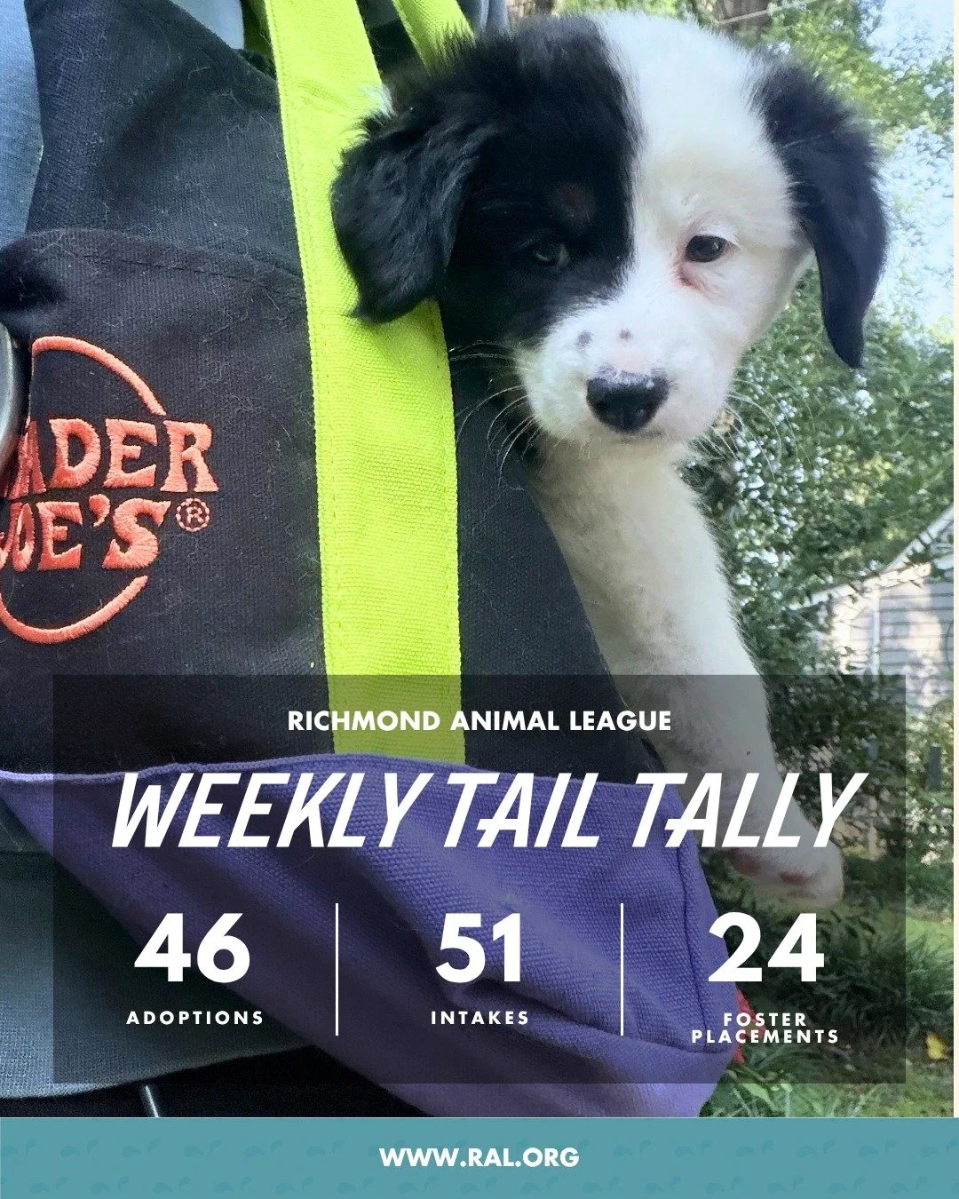 It&rsquo;s Weekly Tail Tally Time!
Here&rsquo;s a peek at last week at RAL:

🏠 46 adoptions to loving homes
&bull; 24 cats
&bull; 22 dogs

🐾 51 new pets welcomed at RAL
&bull; 21 cats
&bull; 30 dogs

🏘️ 24 foster placements
&bull; 10 cat
&bull; 14