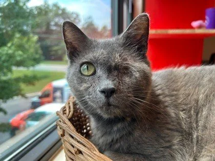 🥑🍞 Meet Avocado Toast: Executive Assistant, Keyboard Inspector, Professional Shadow, and Full-Time People Enthusiast.

This sweet senior thinks people are the best invention ever made. Sit down and she's clocking in, testing your keyboard, proofrea