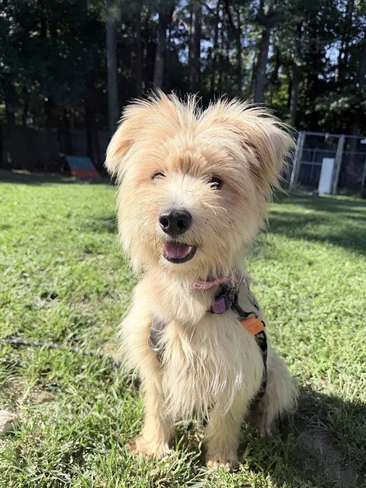 These 4 came with storybook names and real world requirements 📖

🐭 Minnie Mouse: shy girl, wants a canine bestie, no kids under 12
🐉 Falkor: guard dog energy, needs quiet secure fenced home, no cats, no kids under 10
🏰 Belle: fence jumper (4ft+),