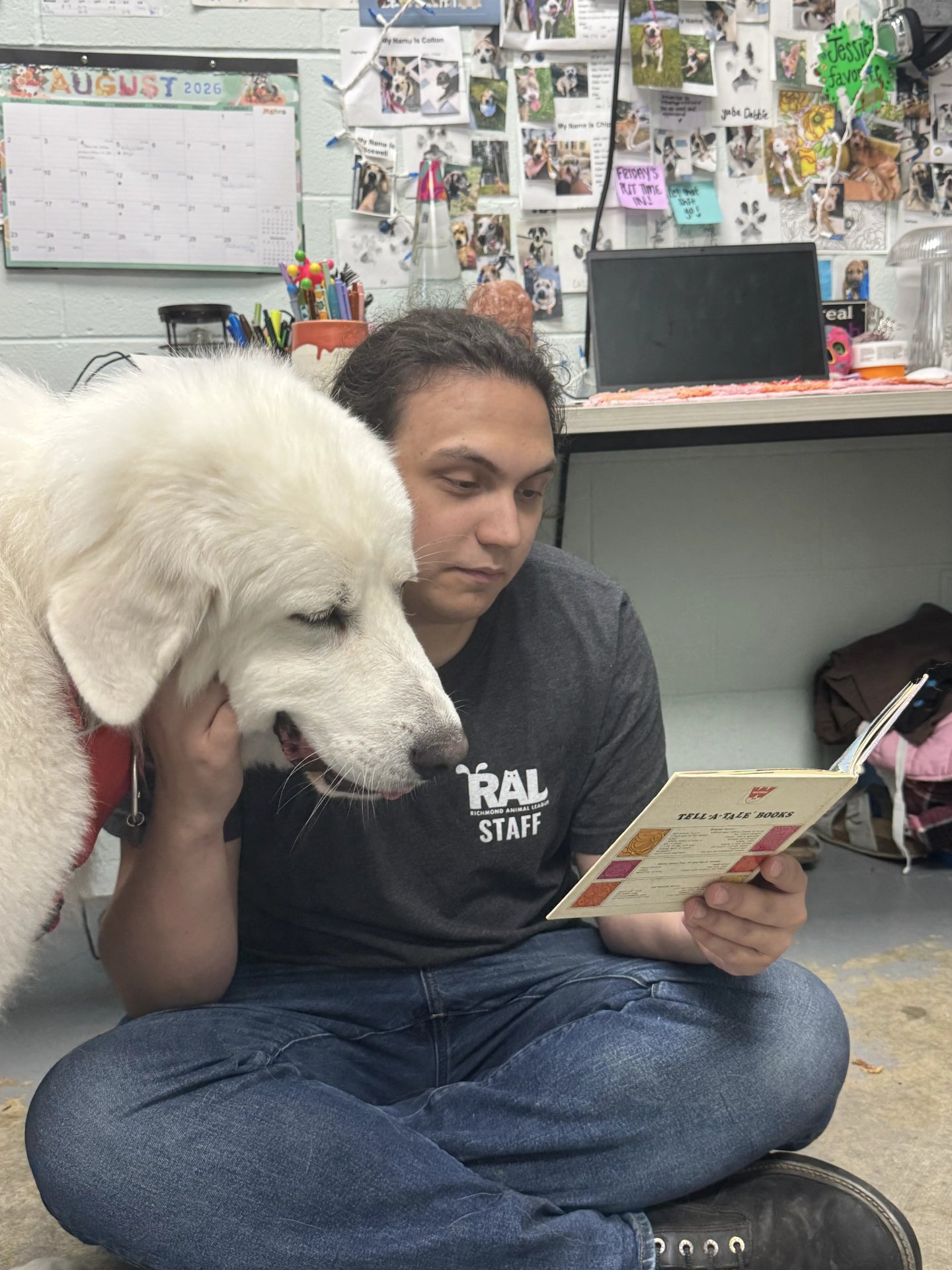 "Never give up, and good luck will find you." 📚

Falkor knows a good enrichment activity when he sees one, and apparently that's story time. This sweet giant is looking for a quieter chapter: no cats, kids 10+, a securely fenced yard, and 