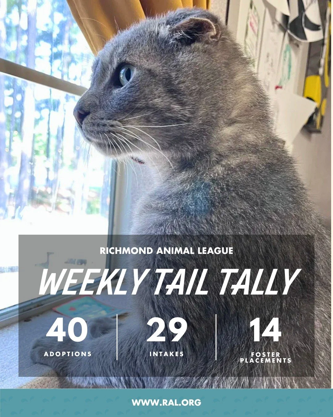 It&rsquo;s Weekly Tail Tally Time!
Here&rsquo;s what last week looked like at RAL:

🏠 40 adoptions to loving homes
&bull; 15 cats
&bull; 25 dogs

🐾 29 new pets welcomed at RAL
&bull; 10 cats
&bull; 19 dogs

🏘️ 14 foster placements
&bull; 8 cat
&bu