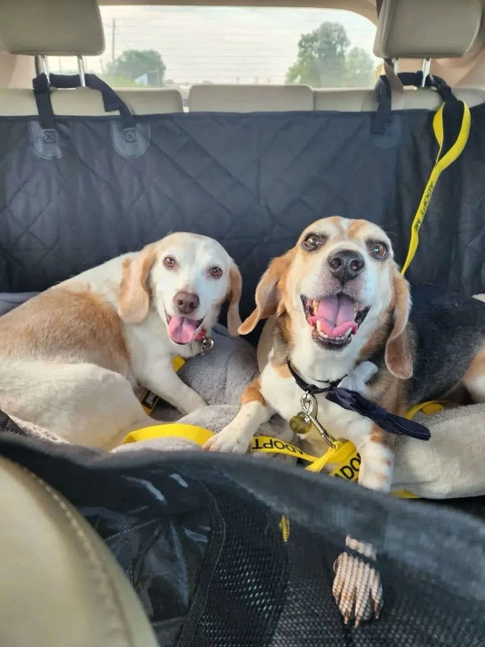 TFW you're heading to a foster home and TFW you're in your foster home.

Foster care is amazing for all types of pets, but it is especially great for bonded seniors like Charlie &amp; Winne.

Older pets who are used to being in a home can get extra s