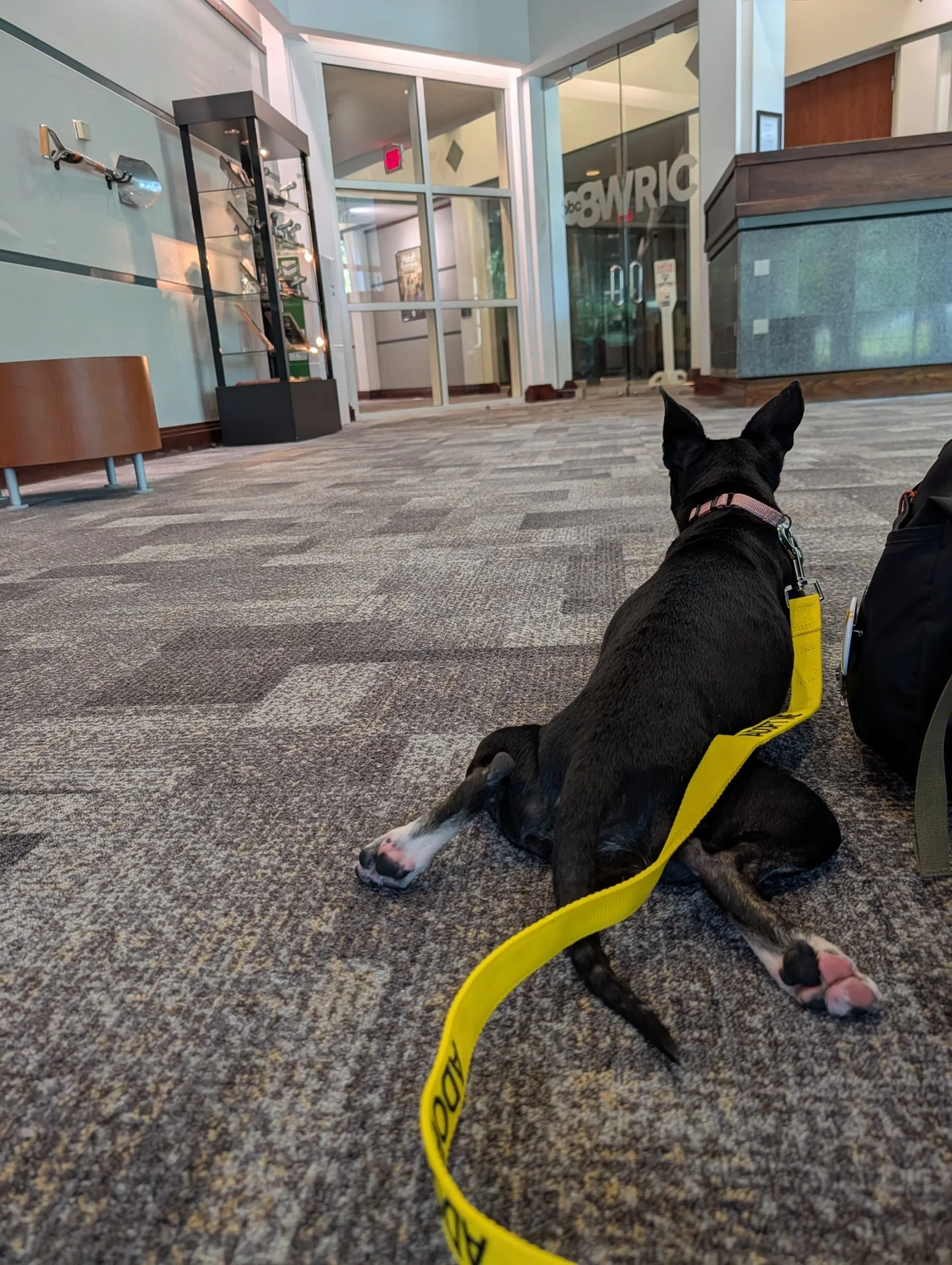 Tune in to @showcaserichmond tomorrow to see Ripley's TV debut.

This little lady was a total natural on camera, she really has star quality.

If you are looking for a dog with that "it factor" you definitely need to meet Ripley!

Visit ral