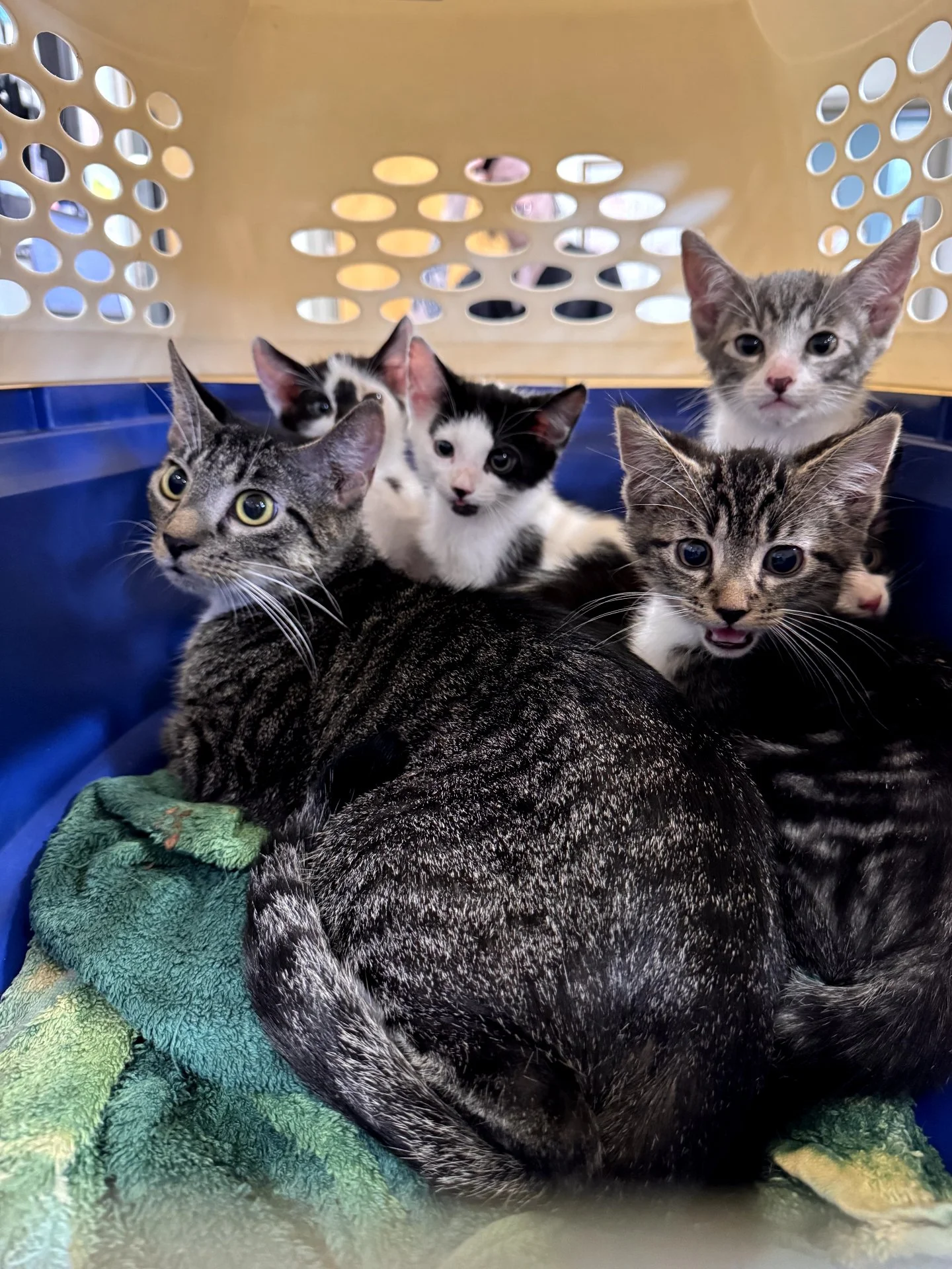 This afternoon someone left a mama cat and her kittens in a carrier outside our Loving Spay+Neuter Clinic. Thankfully, they were found quickly and are now safe in our care. One of the kittens has a severe case of pectus excavatum, a condition affecti