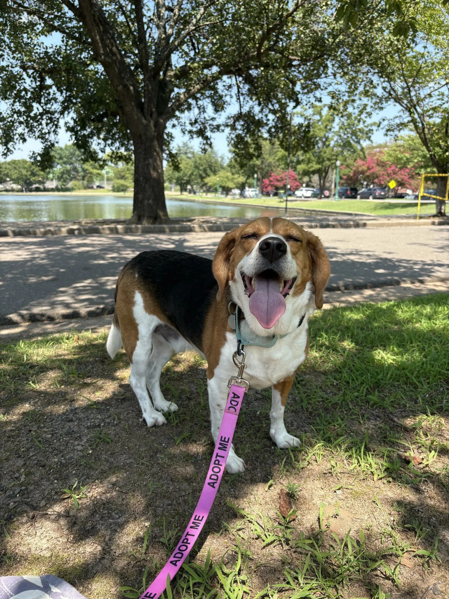 Dougie just wanted to say "Hi good morning, I hope you have the best day ever."

If you want to make sure Dougie has the best day ever, stop by RAL to meet him and maybe take him home...

#richmondanimalleague #raladoptables #dog #adoptadog