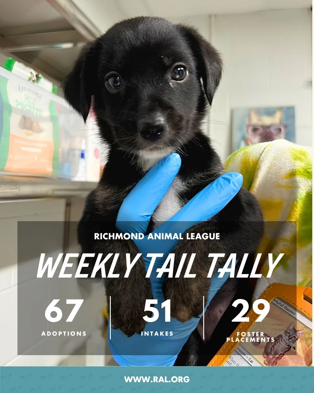 It&rsquo;s Weekly Tail Tally Time!
Here&rsquo;s a look at last week at RAL:

🏠 67 adoptions to loving homes
&bull; 40 cats
&bull; 27 dogs

🐾 51 new pets welcomed at RAL
&bull; 29 cats
&bull; 22 dogs

🏘️ 29 foster placements
&bull; 21 cat
&bull; 8 